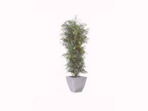 PLANTE EUCALYPTUS 3