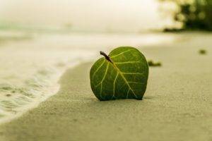 beach 394503 1280